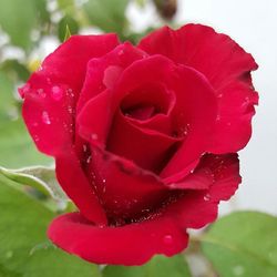 Close-up of pink rose