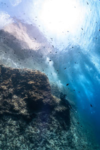 View of fish swimming in sea