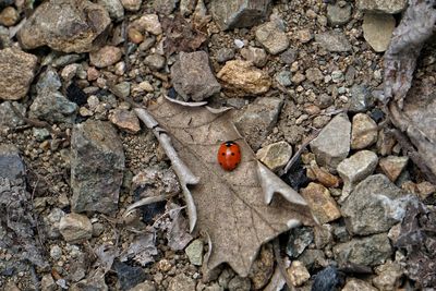 High angle view of ladybug on rock