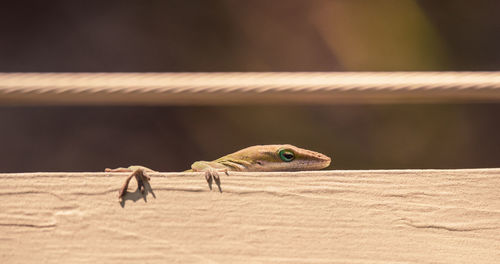 Close-up of lizard on wood