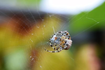 Close-up of spider on web