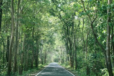 Road amidst trees in forest