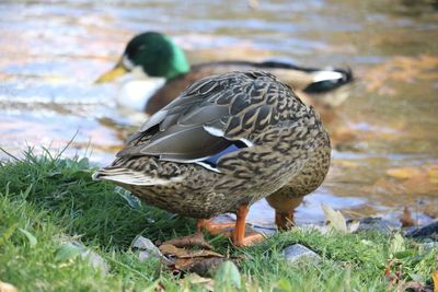 Close-up of mallard duck at lakeshore