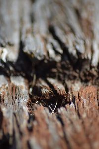 Close-up of lizard on wood