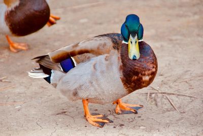 Close-up of a duck