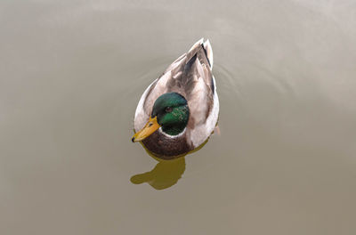 High angle view of bird swimming in lake