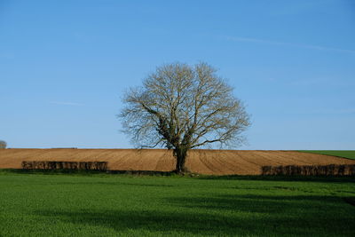 Tree on field against sky