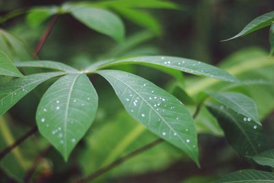 Close-up of wet plant leaves