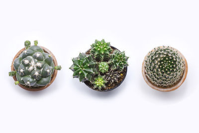 Directly above shot of succulent plants against white background