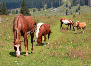 Horses grazing in a field