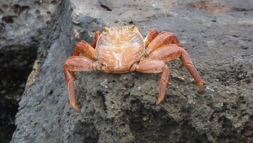 Close-up of red crab on volcanic rock in the galápagos islands. 