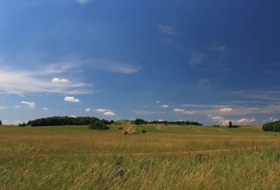 Scenic view of agricultural field against sky