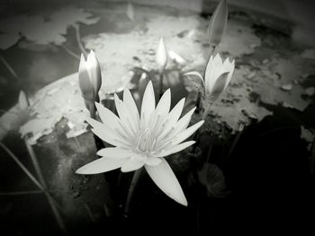 Close-up of lotus water lily blooming outdoors