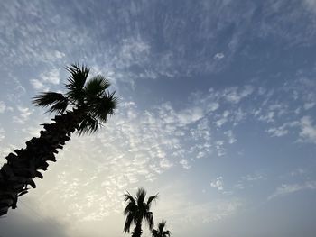 Low angle view of silhouette coconut palm tree against sky