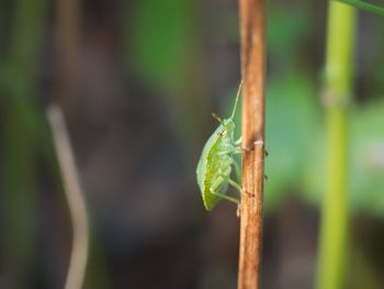 green color