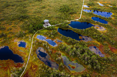 High angle view of plants growing on land