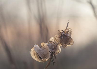 Close-up of insect on plant