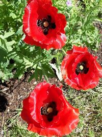 Close-up of red poppy flower