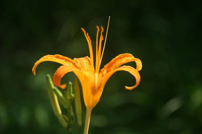 Close-up of orange flowering plant