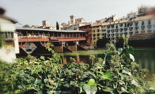 Plants growing in city against sky