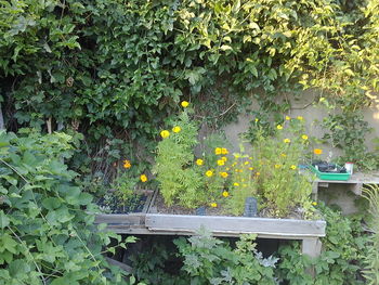 Yellow flowering plants in backyard