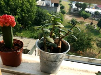 Close-up of potted plant