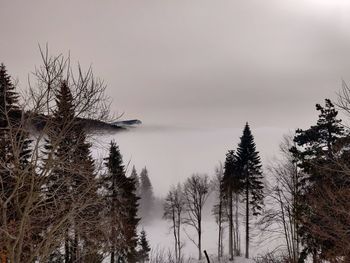 Trees in forest during winter against sky