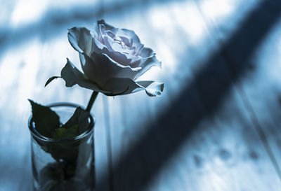 Close-up of white rose