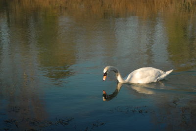 View of swans swimming in lake