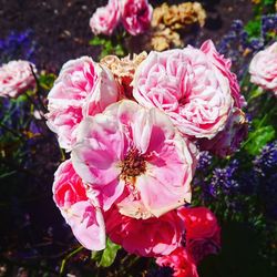 Close-up of pink flowers blooming outdoors