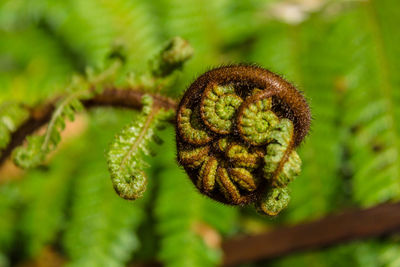 Close-up of fern