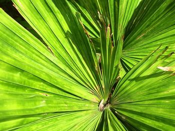 Full frame shot of palm tree leaves