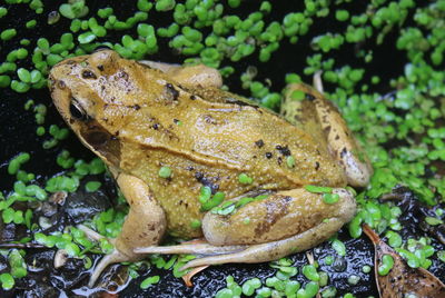 Close-up of frog on rock