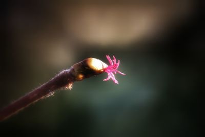 Close-up of pink flower