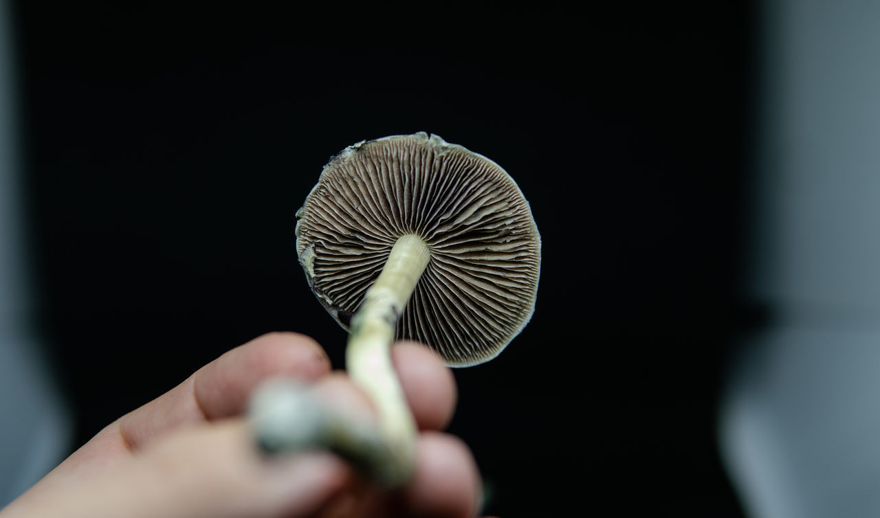 CLOSE-UP OF PERSON HOLDING MUSHROOMS