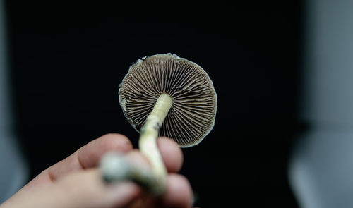 Close-up of hand holding mushroom