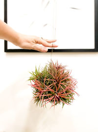 Close-up of hand holding succulent plant