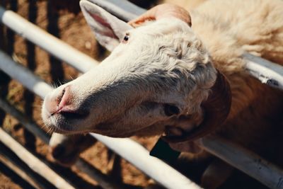 Close-up of goat