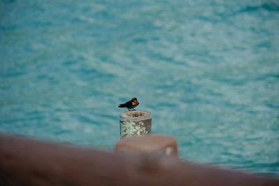 Person holding a bird in the sea