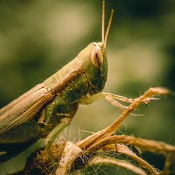 Close-up of insect on plant