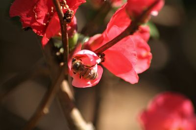 Close-up of insect on red flower