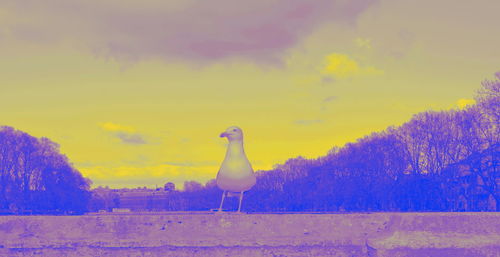 Seagull perching on a land