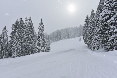 Snow covered pine trees in forest against sky