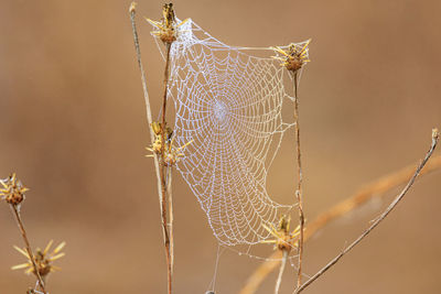 Close-up of water drops on spider web