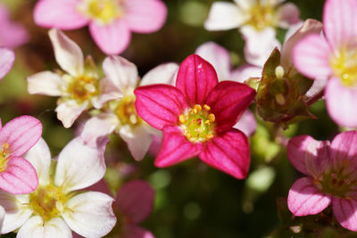 Close-up of pink flowering plants