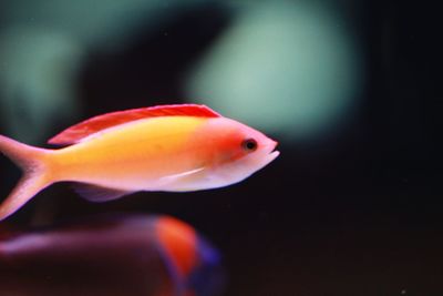 Close-up of fish underwater