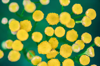 Full frame shot of yellow flowers