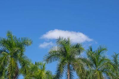 Low angle view of coconut palm trees against blue sky