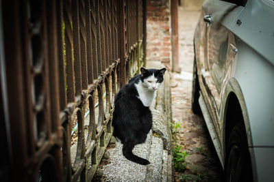 Cat outdoors