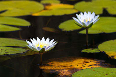 Lotus water lily in pond